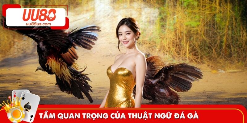 Nắm rõ thuật ngữ đá gà giúp tự tin nhập cuộc